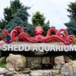 Shedd Aquarium